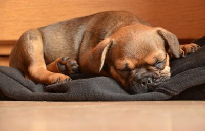 Schlafender Welpe einer französischen Bulldogge