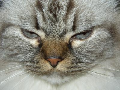 Gesicht einer grauen Katze 2