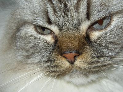 Gesicht einer grauen Katze 3