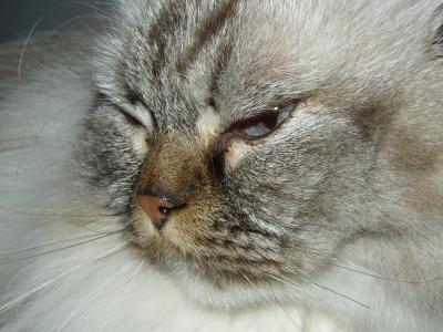 Gesicht einer grauen Katze