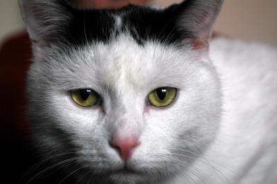 Gesicht einer weißen Hauskatze 1