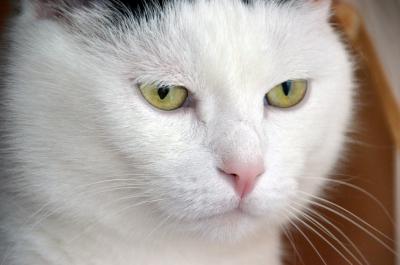 Gesicht einer weißen Hauskatze 2