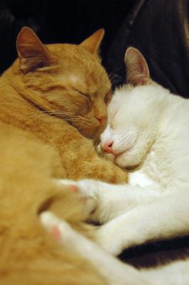 Kuschelnde Katzen 3
