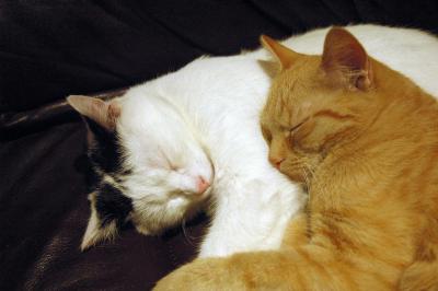 Kuschelnde Katzen 5