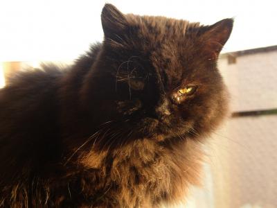 Perserkatze