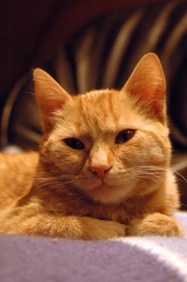 Rote Hauskatze 10