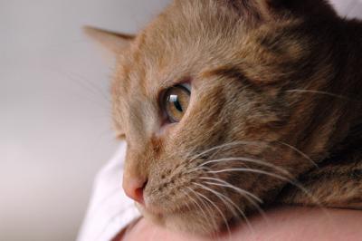 Rote Hauskatze 11