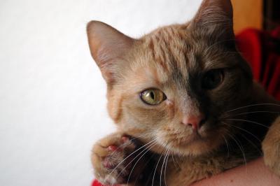 Rote Hauskatze 12
