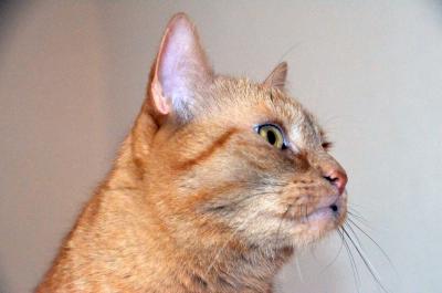 Rote Hauskatze 2