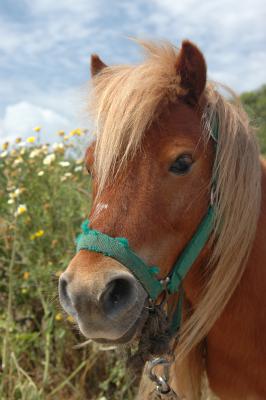 Kopf eines rot-braunen Ponys